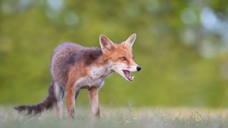 Свежие новости: В Николаевской области зафиксированы вспышки бешенства и лейкоза
