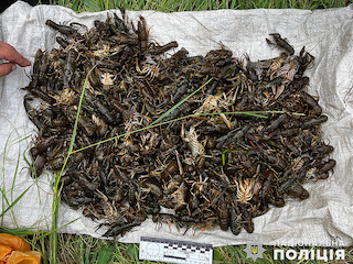 Свежие новости: У чоловіка відсудили майже півмільйона гривень за незаконний вилов раків на Миколаївщині