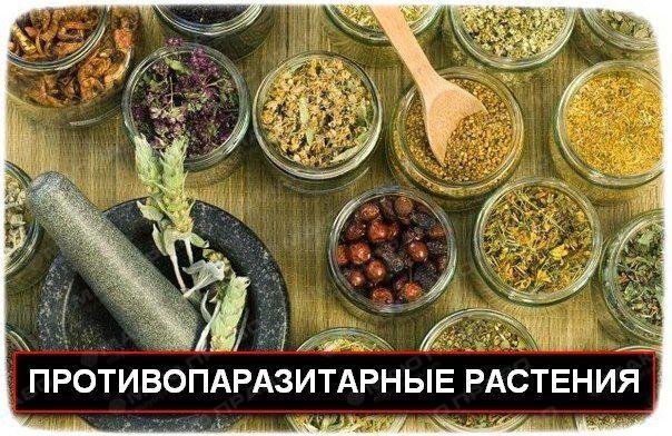 Фото Это важно - растения против паразитов Фото Это важно - растения против паразитов