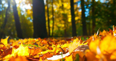 Свежие новости: В Николаевской области будет сухая и теплая погода