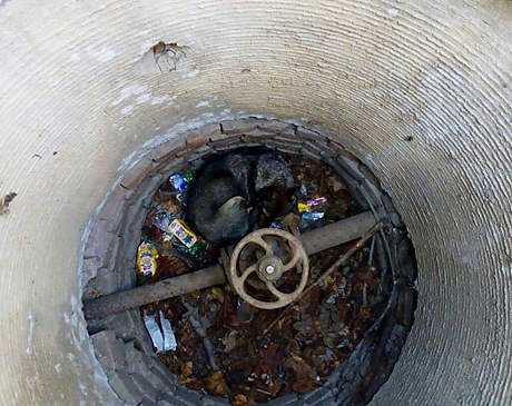 Свежие новости: В Вознесенске спасатели вытащили из двухметровой ямы собаку