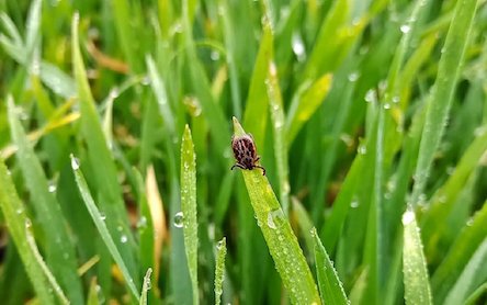 Свежие новости: В этом году клещи наиболее агрессивны именно сейчас: чем они опасны и что делать при укусе