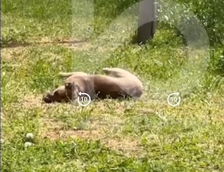 Свежие новости: У Южноукраїнську масово труять бездомних тварин