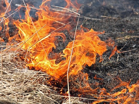 Свежие новости: На Николаевщине горела сухая травы