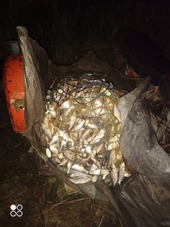 Свежие новости: На Миколаївщині двоє порушників наловили риби на понад 2 млн гривень