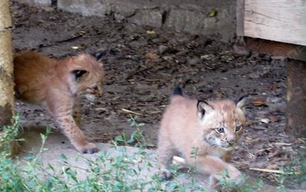 Свежие новости: В Николаевском зоопарке родилось трое рысят