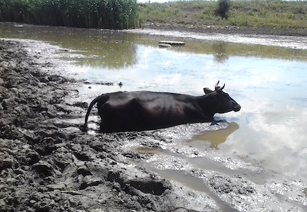 Свежие новости: На Николаевщине спасатели вытащили корову из болота