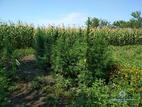 Свежие новости: В Новой Одессе выявили плантацию конопли