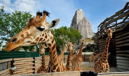 Свежие новости: Вихованцям дитячих будинків сімейного типу та прийомних сімей Миколаєва влаштували свято в зоопарку