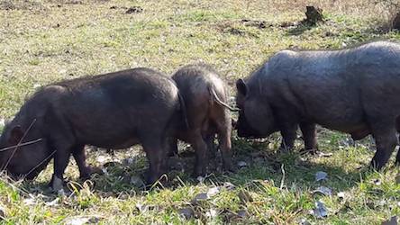 Свежие новости: На Николаевщине домашние животные растерзали мужчину
