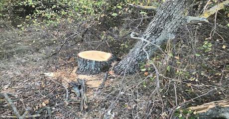 Свежие новости: Вместо лесопосадок  остались пеньки. Вознесенский район скоро превратиться в степь