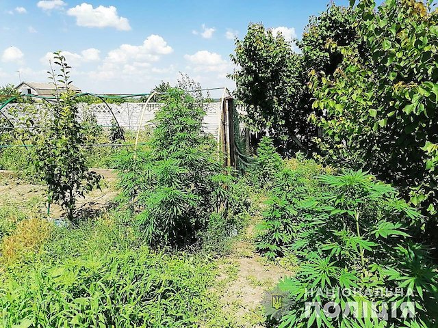 Свежие новости: В Николаевской области местный житель выращивал более 120 кустов конопли