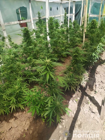 Свежие новости: В пгт. Александровка Вознесенского района полицейские ликвидировали деятельность наркоагрария