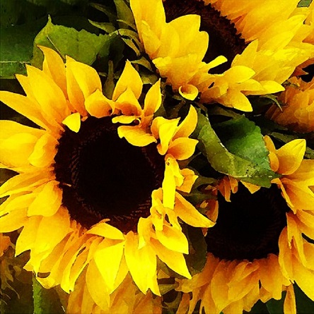 Свежие новости: «Это же трэш»: В Николаеве на обочине Варваровского моста выросли подсолнухи