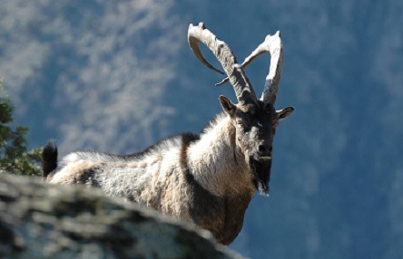 Свежие новости: ВИДЕО: В Армении видеоловушка засняла краснокнижного безоарового козла