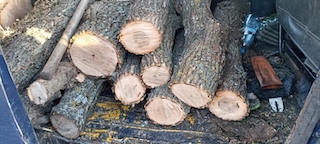 Свежие новости: У Національному природному парку на Миколаївщині вирубали дерева