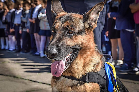 Свежие новости: Собака Барон помогла разыскать пропавшую Анастасию Хардаян