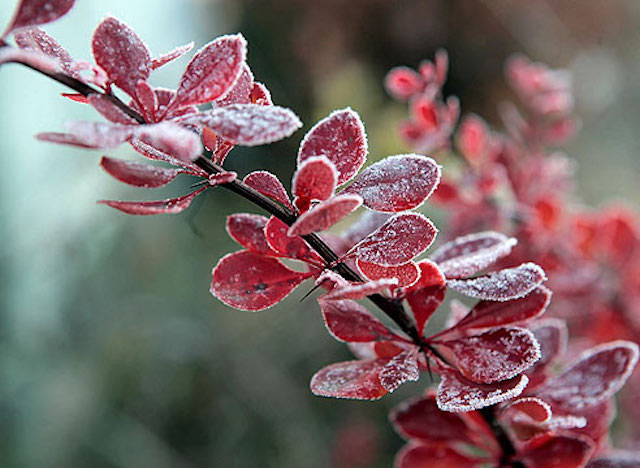 Свежие новости: Крещенские морозы до 18 градусов, но без снега: прогноз Укргидрометцентра