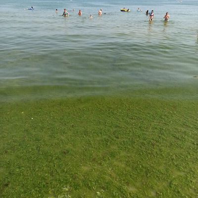 Свежие новости: В Одессе берег усеян мертвыми креветками