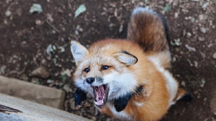 Свежие новости: Очаги бешенства фиксируются в одних и тех же населенных пунктах Николаевской области