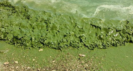 Свежие новости: В сети появилось видео зеленого моря на пляжах Очакова