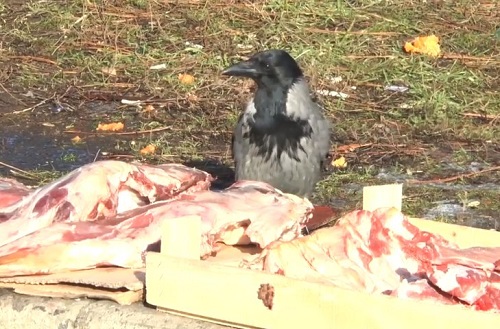 Свежие новости: В Николаеве на стихийном рынке продают мясо, которое клевали вороны