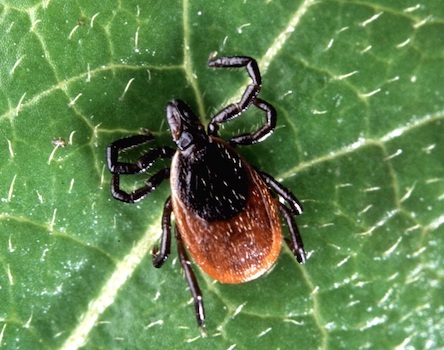 Свежие новости:  В Южноукраїнську проводиться обробка від кліщів