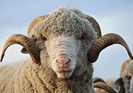 Свежие новости: ВИДЕО: В центре Николаева бегает баран, сбежавший от ветеринаров