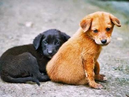 Свежие новости: ₴4,2 миллиона за 2,7 тысячи особей: ДЖКХ Николаевского горсовета объявил тендер на отлов и стерилизацию бездомных собак