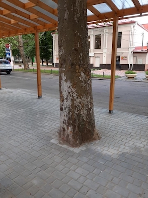Свежие новости: В Николаеве деревья плотно обложили тротуарной плиткой