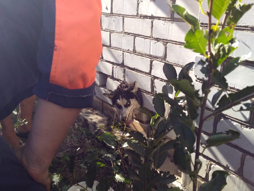 Свежие новости: Николаевские спасатели освободили собаку, застрявшую в кирпичном заборе