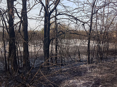 Свежие новости: На Николаевщине спасатели за сутки 14 раз тушили пожары вспыхнувшую сухую траву