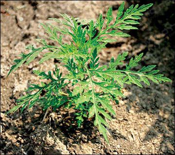 Свежие новости: Амброзія полинолиста  — це один із найнебезпечніших в Україні карантинних бур’янів-алергенів