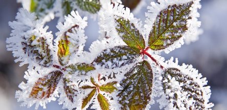 Свежие новости: Надвигается зима: синоптики прогнозируют заморозки