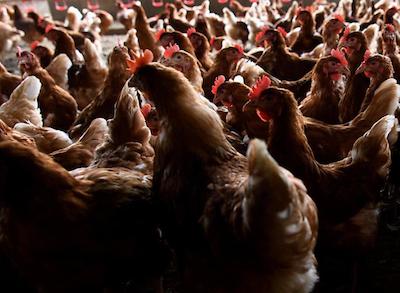 Свежие новости: В пгт. Доманевка зафиксировали случаи птичьего гриппа