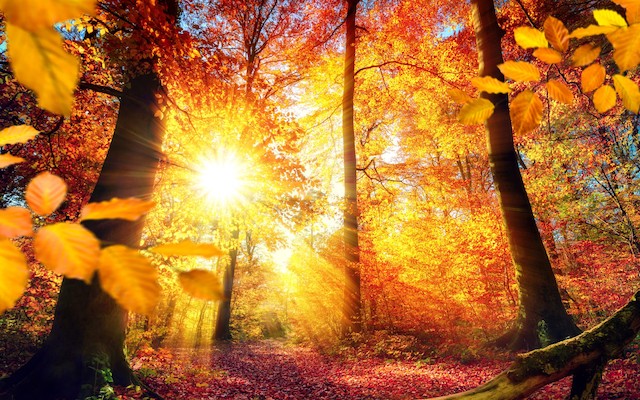 Свежие новости: Синоптик обещает в Украине два бабьих лета и неделю роскошной погоды после заморозков