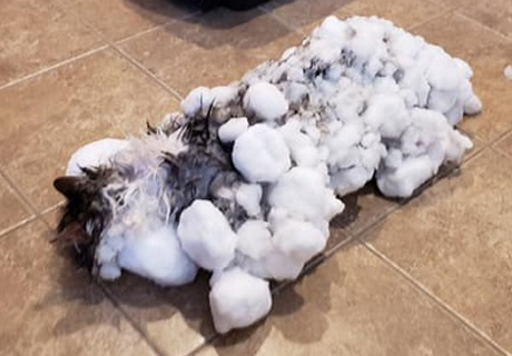 Свежие новости: В США врачам удалось оживить вмерзшую в лед кошку