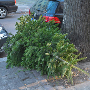 Свежие новости: Николаевский зоопарк призывает не выбрасывать новогодние ёлки