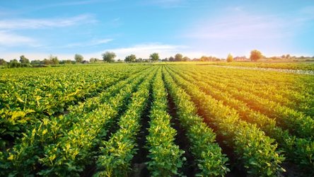 Свежие новости: У Зеленского до конца года планируют снять мораторий на торговлю землей