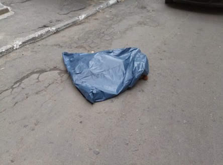 Свежие новости: В Николаеве пес выпал с 9 этажа