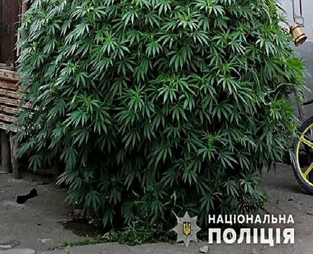 Свежие новости: Первомайский любитель вырастил коноплю размером с елку