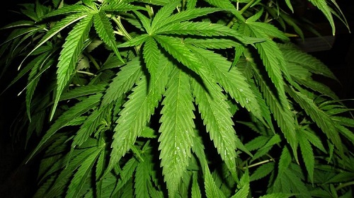 Свежие новости: Выращивать 1000 кустов, потреблять по рецепту. Что написано в проекте закона о легализации марихуаны