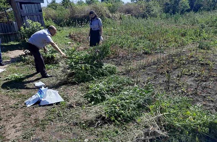 Свежие новости: У жителя Николаевщины изъяли 71 куст элитной конопли