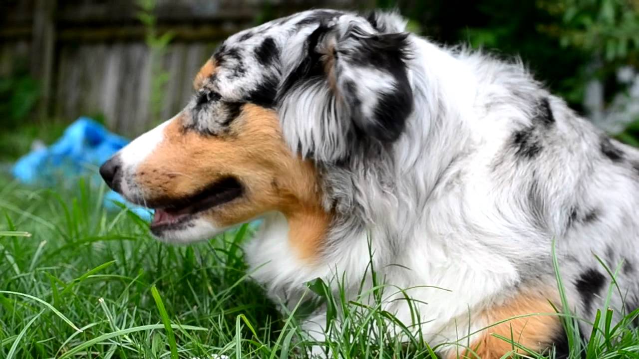 Свежие новости: Собаки и щенки для поедания - на местных рынках города
