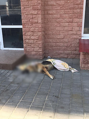Свежие новости: В Николаеве потравили бездомных собак – жильцам сутки пришлось наблюдать трупы под окнами