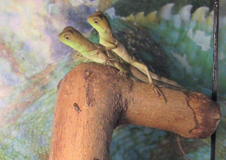 Свежие новости: В Николаевском зоопарке рассказали о пополнении