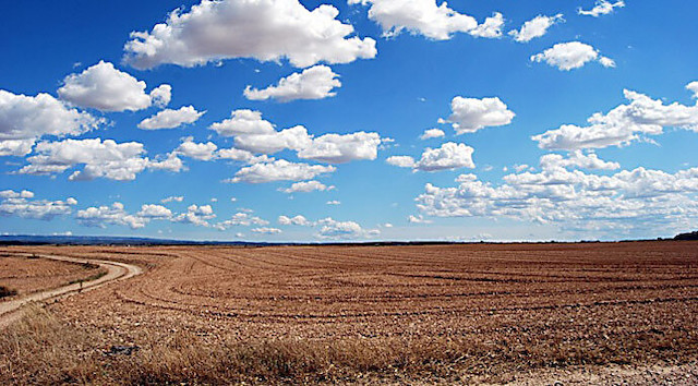 Свежие новости: АРМА шукає управителя для «Миколаївської аграрної компанії»