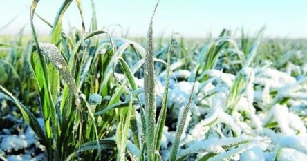 Свежие новости: Морози не зашкодили озимим Снігурівщини