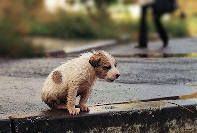 Свежие новости: На Вознесенщине коллектив детсада взял на поруки женщину, которая повесила собаку