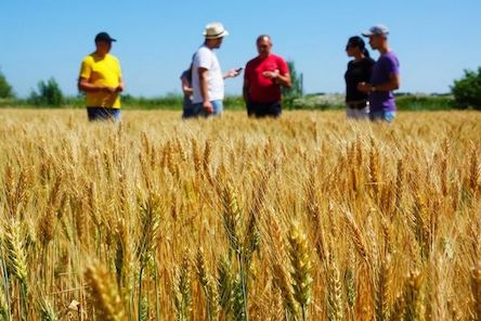 Свежие новости: Все сгорело, — на Николаевщине аграрии просят государство помочь компенсировать убытки из-за засухи